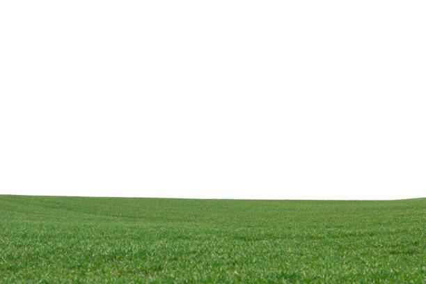 istock Green field as a background.  Green grass in spring isolated on white background. 1415401296