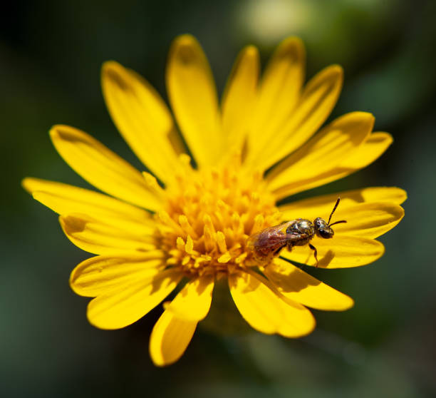 istock Insects on a Yellow Flower 1415401806