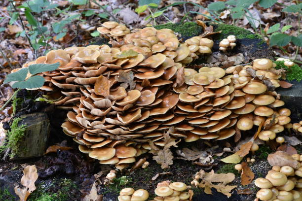 istock Tree stump giving life to mushrooms and moss 1415404972