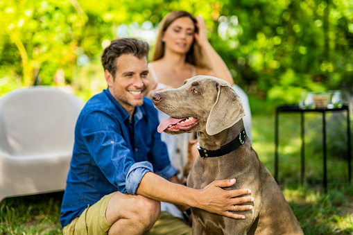 Happy family spending their weekend day in the front yard. They are cuddling with their Weimaraner dog.