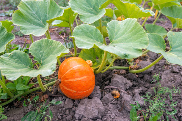 istock Orange pumpkin growing on a plant 1415407005