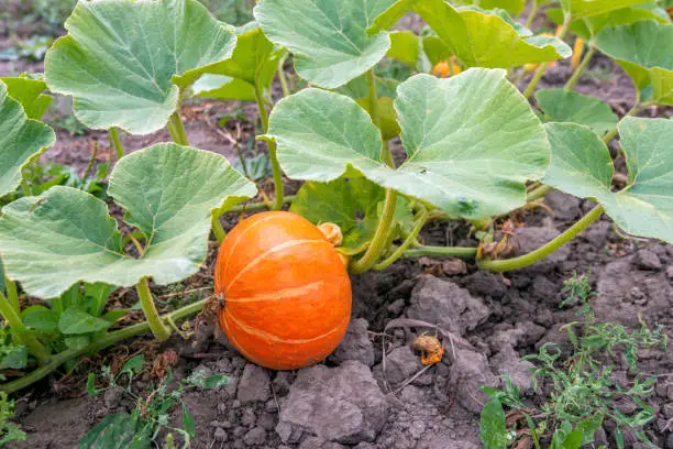 Photo of Orange pumpkin growing on a plant