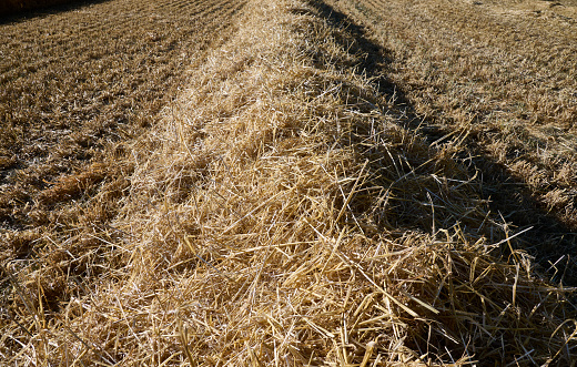 Harvesting barley crop field. Field stubble and straw