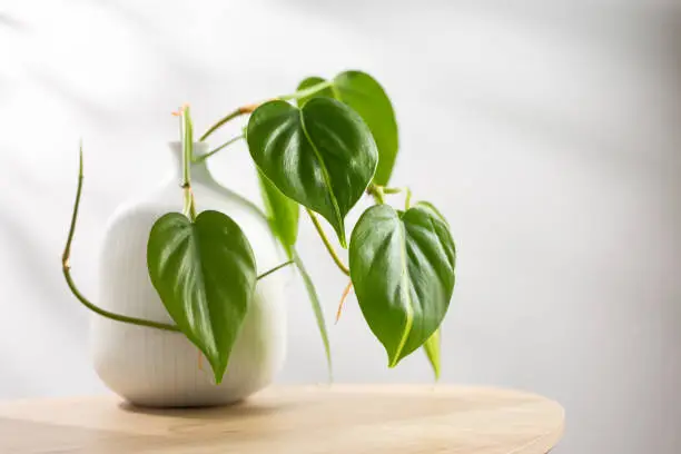 Philodendron cream splash in clay pot on wooden table in living room. Air Purifying Plants for indoor.