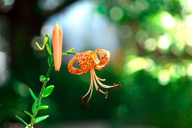istock Lilium lancifolium----tiger lily 1415409121