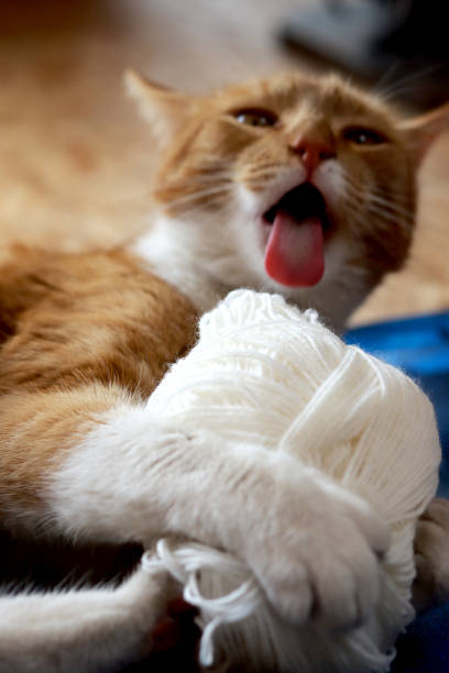 кот играет с шариком пряжи - knitting vertical striped textile стоковые фото и изображения