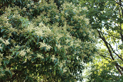Ligustrum lucidum tree with many white flowers. Wax-leaf privet tree in bloom