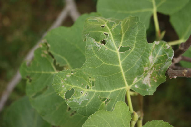 istock Fig tree with leaves damaged by insects 1415410168