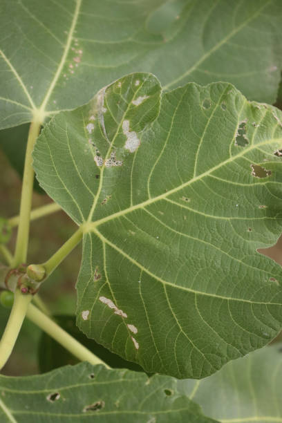 istock Fig tree with leaves damaged by insects 1415410183