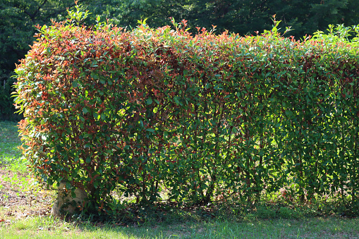 Red Robin Photinia hedge against sunlight. Photinia x fraseri in the garden