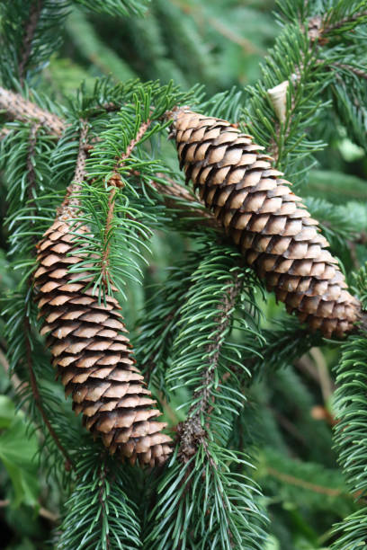 istock Close-up of brown Fir tree cones on tree 1415410344