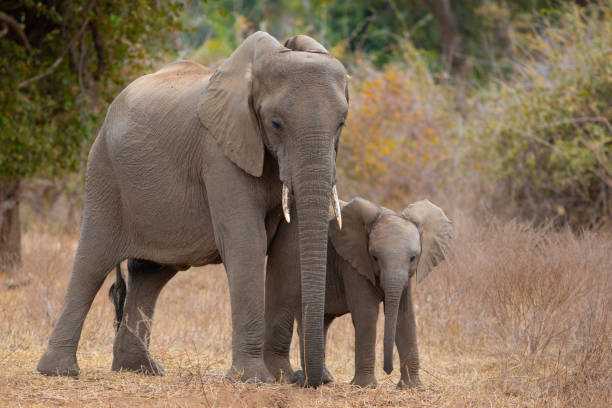istock Mother elephant and baby 1415410392