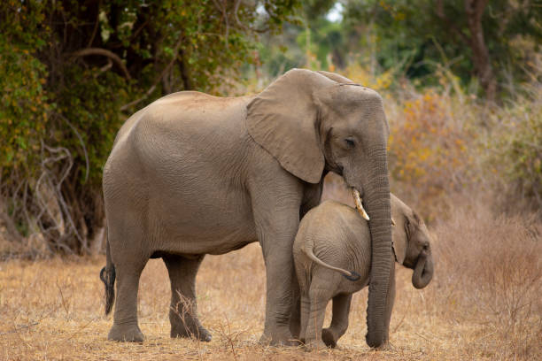 istock Mother elephant and baby 1415410401