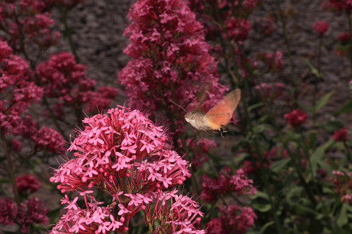 Humming bird hawk moth on red valerian flowers