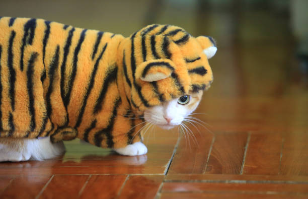 istock cat dress like tiger 1415411068