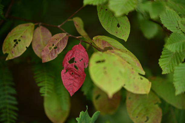 istock Early autumn colors 1415412278