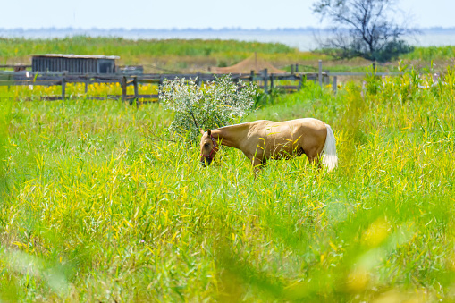 A golden horse grazes in a meadow and eats grass