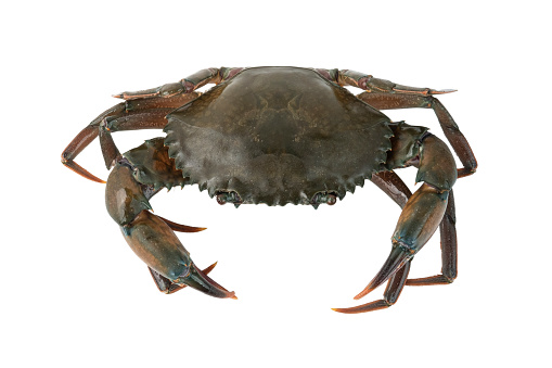 Chinese Mitten Crab on White Background