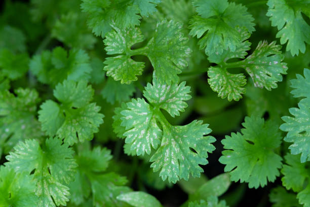 istock Close up burn Coriander (Cilantro) leaves 1415413735