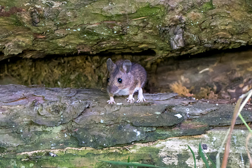 A wood mouse (Apodemus sylvaticus) peering out from a pile of logs in a forest in Scotland