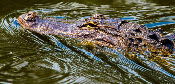istock Alligators in the Water 1415415582