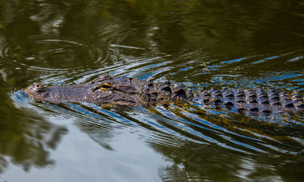 istock Alligators in the Water 1415416154