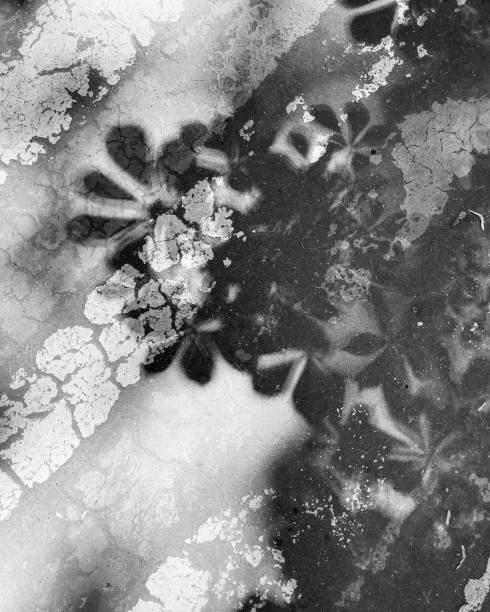 Leaves shadows on the ground