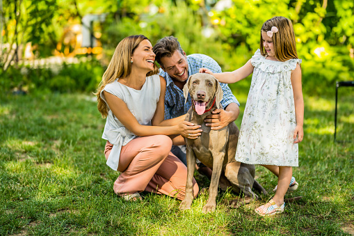 Happy family spending their weekend day in the front yard. They are cuddling with their Weimaraner dog.