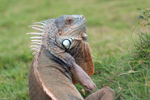 istock Big green iguana on a grass 1415416851