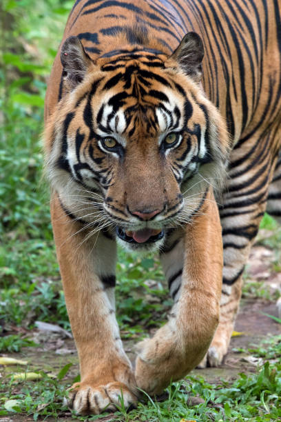 istock Sumatran tiger with curious looks 1415416863