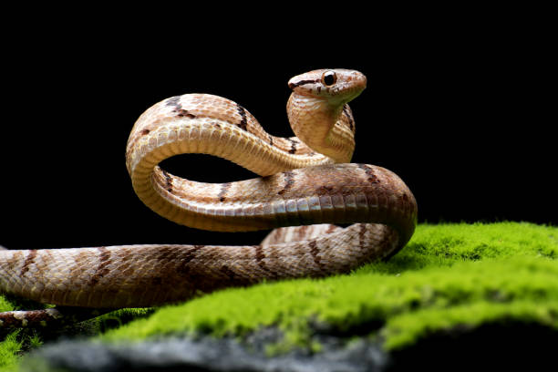 istock Dog-toothed Cat Snake in attack position 1415416924