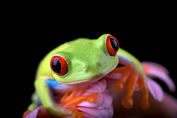 istock The red-eyed tree frog 1415416989