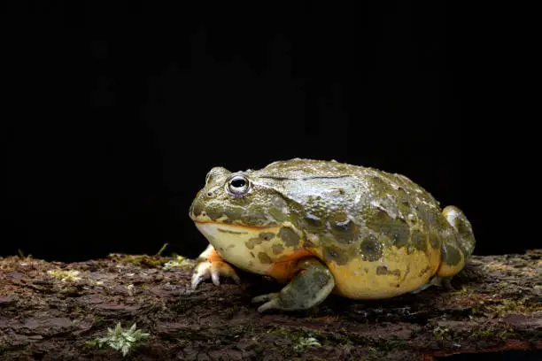 Photo of African bull frog eating a mouse as  its prey