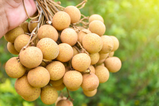 fresh longan from gardener's tree with green leaf background summer favorite fruit