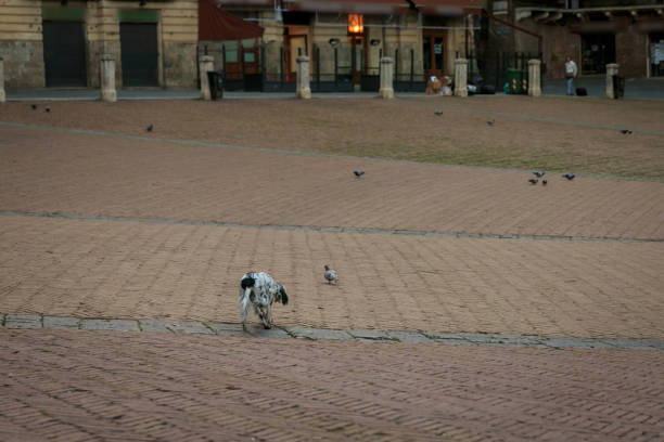 istock English setter Dog in Siena 1415419142