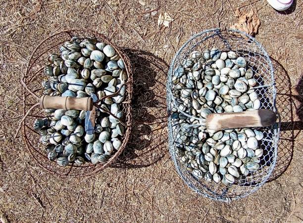 foto von gerade gefangenen muscheln - cockle nature outdoors horizontal stock-fotos und bilder