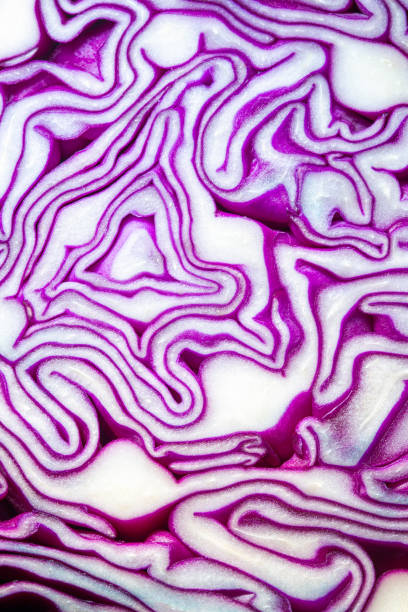 Macro Purple Cabbage,Macro shot of purple cabbage texture. Food background. Close-up macro view of red cabbage, scotch kale, high resolution. Organic food. View from above. Copy space. Vertical shot.