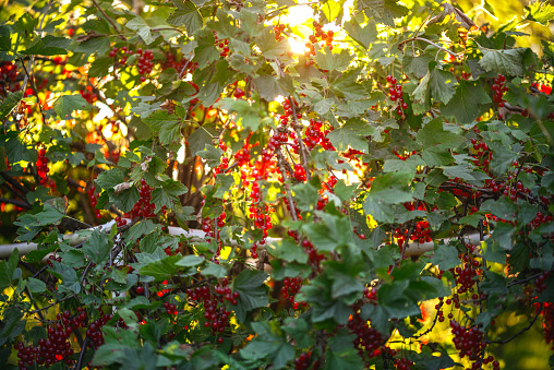 red currant on a bush in the garden