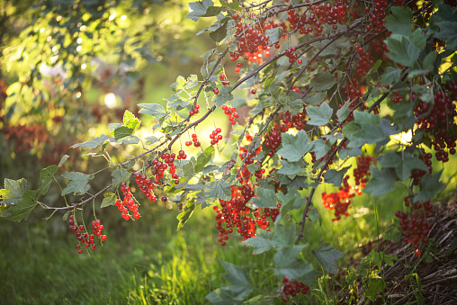 red currant on a bush in the garden