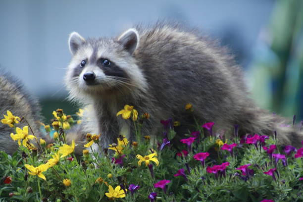 istock Raccoon in potted plant 1415423644