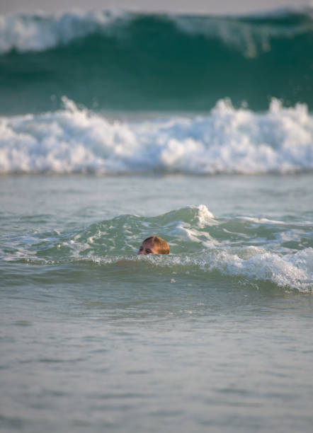 Dog running on the beach, playing with waves on a windy day