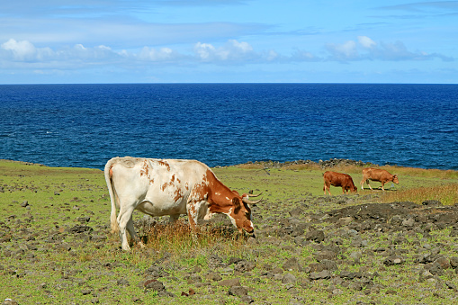 Cows grazing in the meadow of Pacific coast, Easter island, Chile, South America