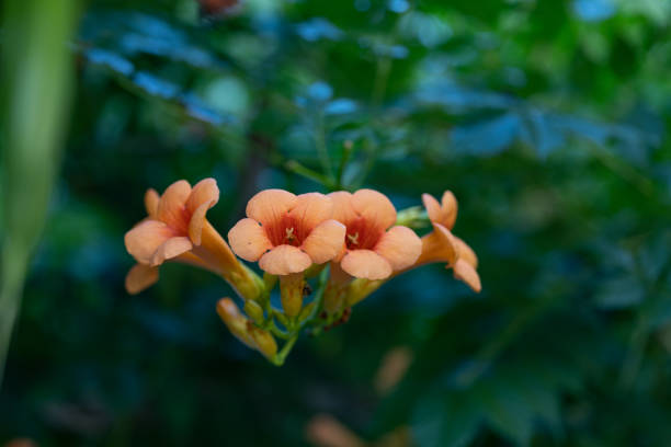 istock Orange trumpet flower 1415426432