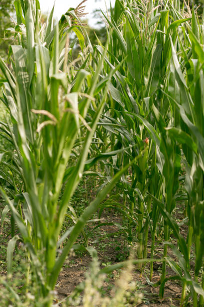 istock Corn grows in the garden. Agriculture, agronomy, industry 1415426671