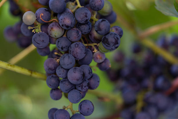 istock Close-up blue wine grapes. 1415426756