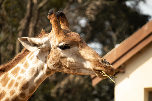 giraffe eating and looking at camera