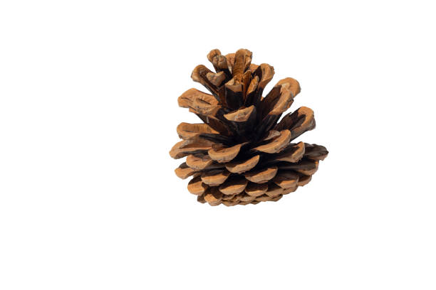 istock Beautiful pine cone close-up on a white background. 1415428287