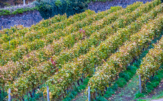 vineyards prepared for the harvest in the south of Asturias