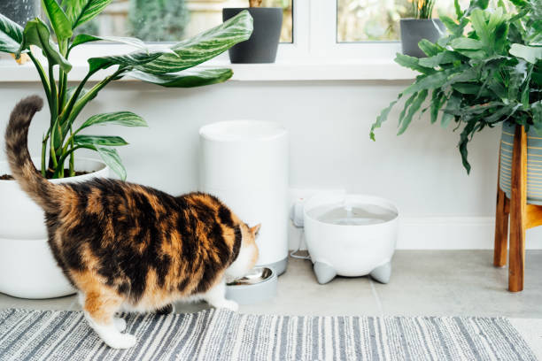 istock Back view multicolor cat eating from automatic smart feeder in cozy home interior. Home life with a pet. Healthy pet food diet concept. Selective focus, copy space 1415430473