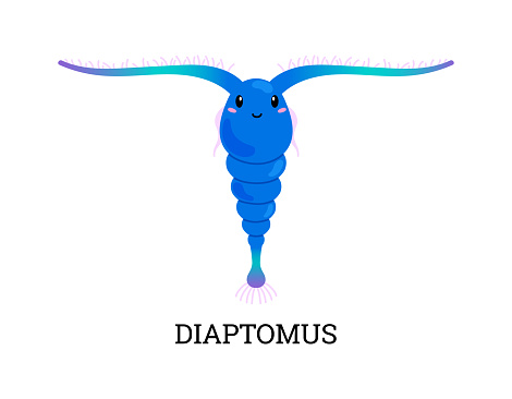 Diaptomus water microorganism or animal with long antennae, flat vector illustration isolated on white background. Diaptomus copepod crustacean of freshwater ponds.